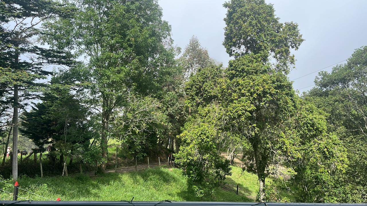 Bosque El Pinar